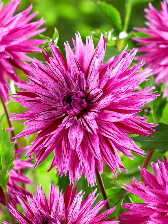 Kaktusdahlie Striped Ambition im Gartenbeet