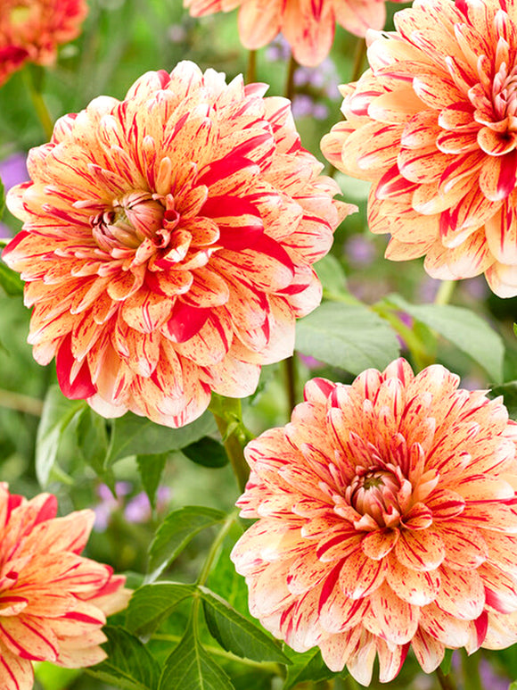 Dahlien bestellen Striped Nagano