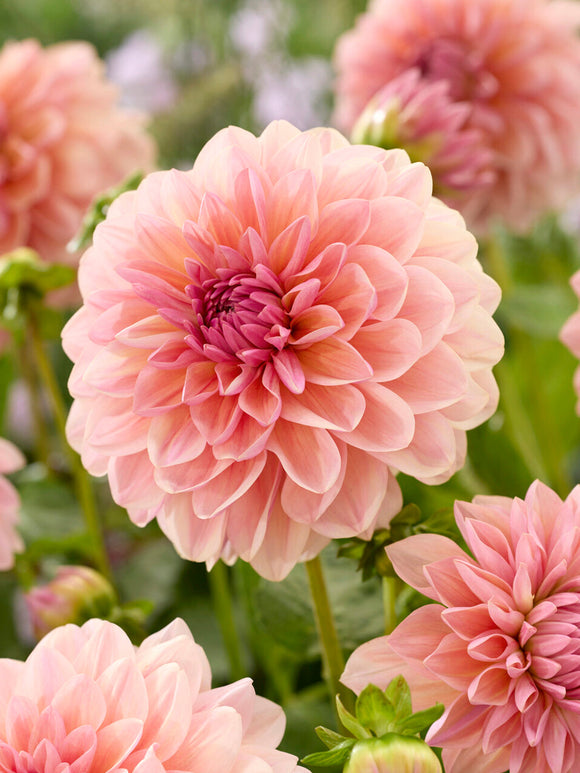 Dahlie Sturm Sweet Maria mit apricot-rosafarbenen Blüten