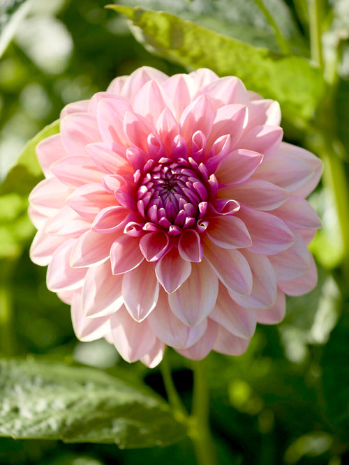 Zierdahlie Sturm Sweet Maria im Sommerbeet