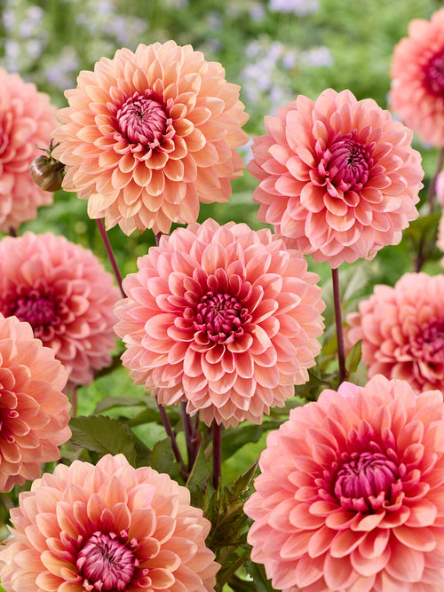 Zierdahlie Sweet Sanne im sommerlichen Gartenbeet