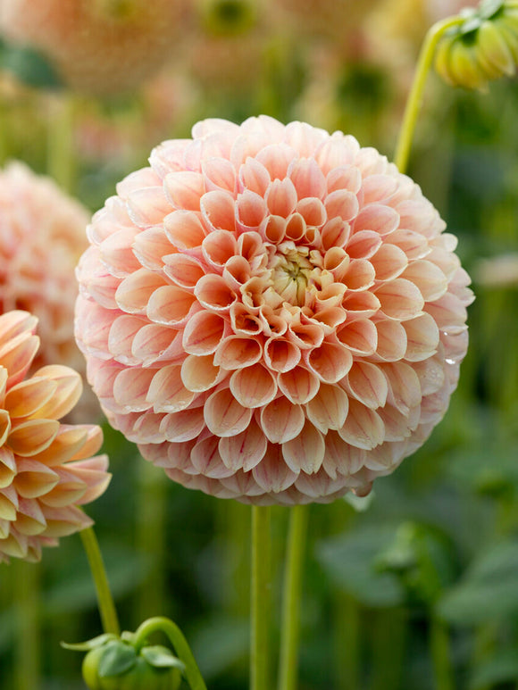 Kugeldahlie Sweet Suzanne im Sommerbeet