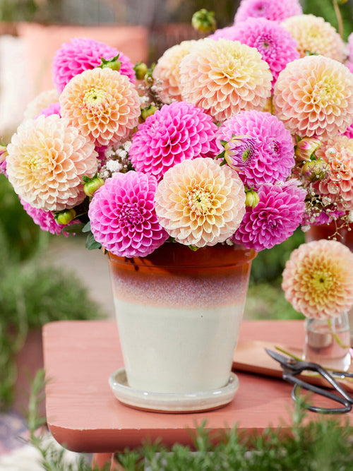 Schnittblume Sweet Suzanne im Strauß