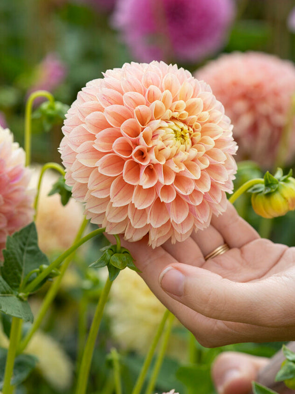 Dahlie Sweet Suzanne mit kugelförmigen Blüten