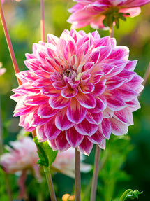 Dahlie Temple of Beauty