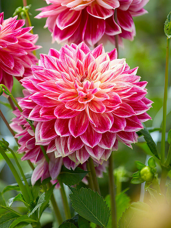 Dahlie Temple of Beauty - Dahlienknollen bestellen
