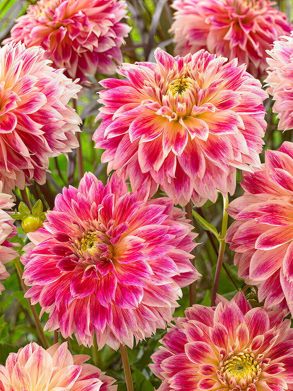 Dahlie Temple of Beauty - Dahlien Kaufen