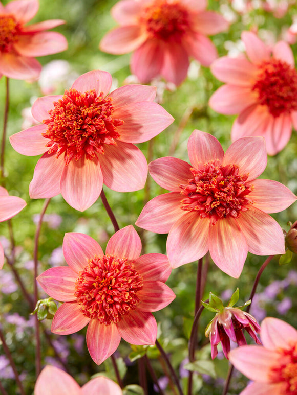 Dahlie Totally Tangerine Blumenzwiebeln