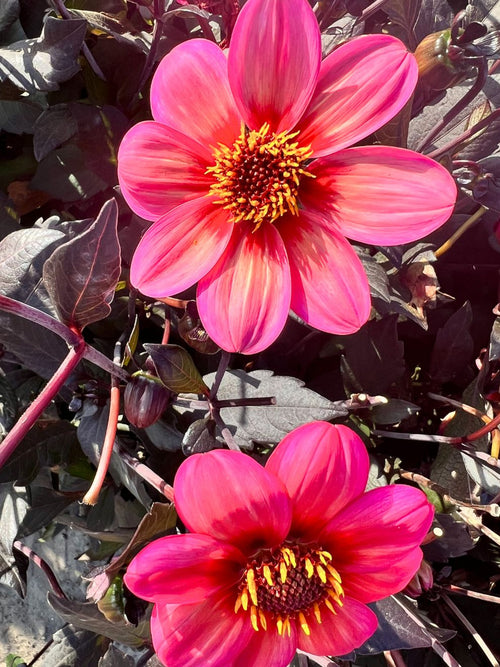 Dahlien Tricolore blumenzwiebeln kaufen