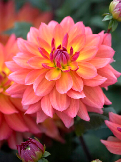 Dahlia Tricolore bestellen