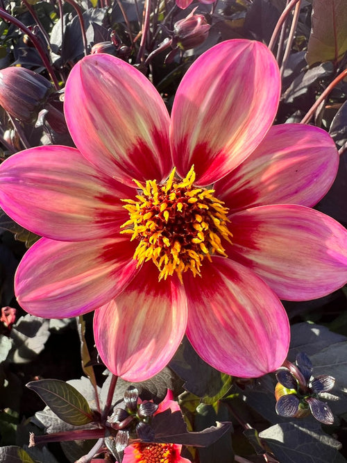 Dahlien Tricolore kaufen