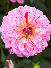 Dahlie Tropical
