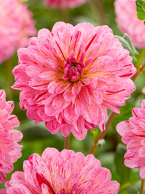 Dahlie Tropical bestellen