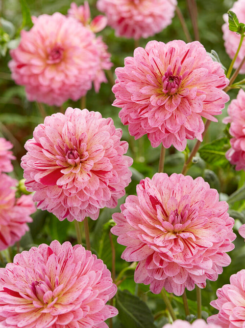 Dahlie Tropical kaufen