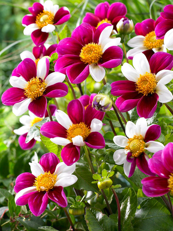Dahlie Twyning’s Smartie mit einfachen bunten Blüten