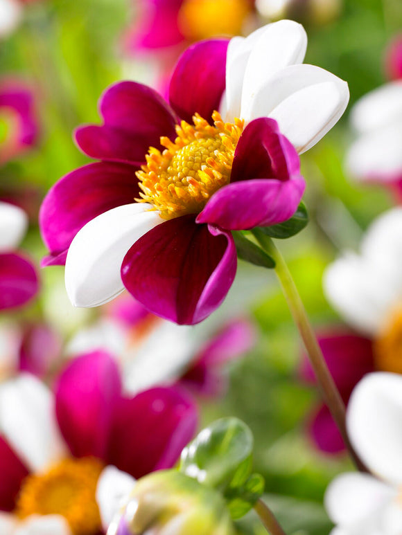 Einfachblühende Dahlie Twyning’s Smartie im Gartenbeet