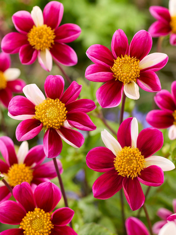 Blühende einfachblühende Dahlie Twyning’s Smartie im Garten