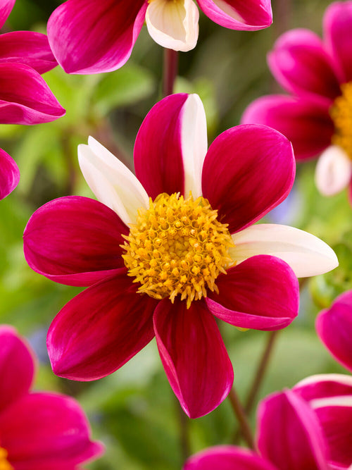 Dahlie Twyning’s Smartie in Rosa- und Rottönen