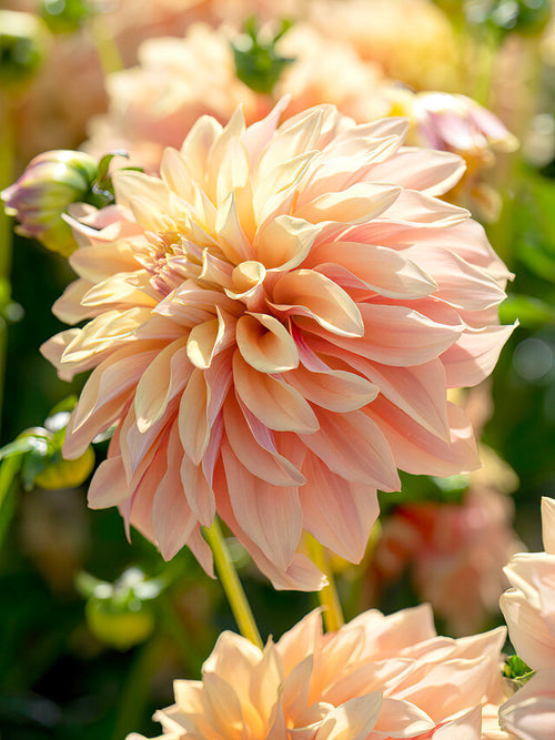 Dahlie Tyrell Blumenzwiebeln