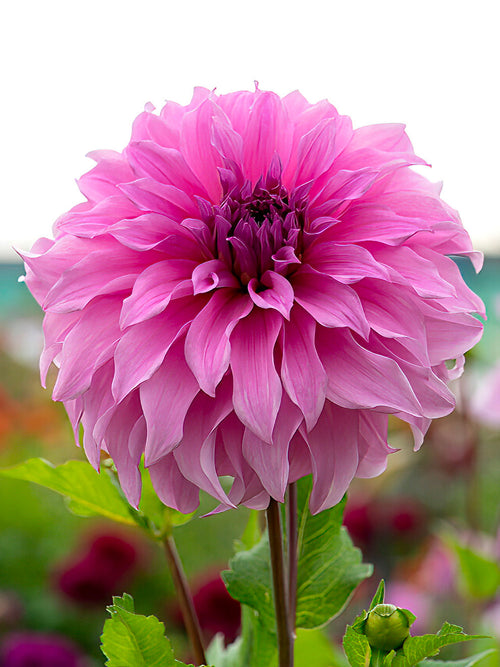 Dahlie Vassio Meggos Dahlien