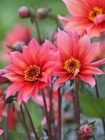 Dahlie Waltzing Mathilda
