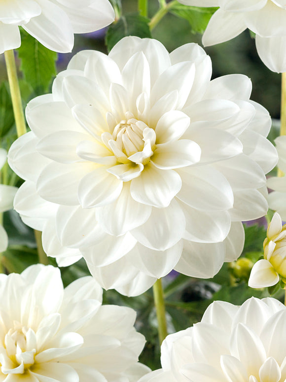 Dahlie White Onesta