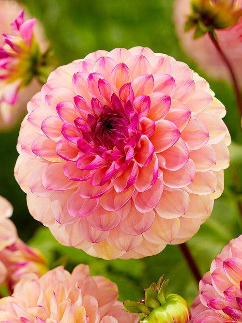 Dahlien Wine Eyed Jill - Dahlienknollen