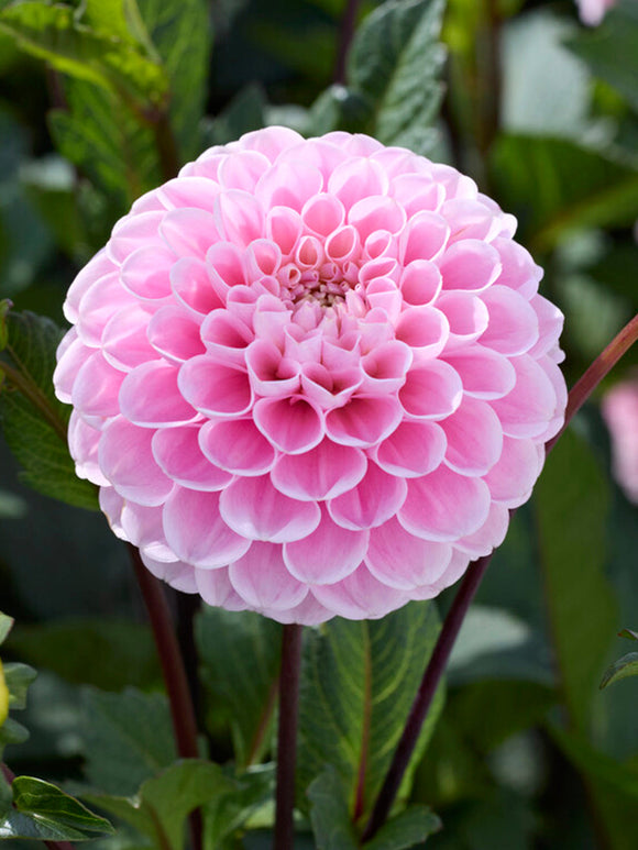 Dahlienknollen Wizard of Oz - Dahlien