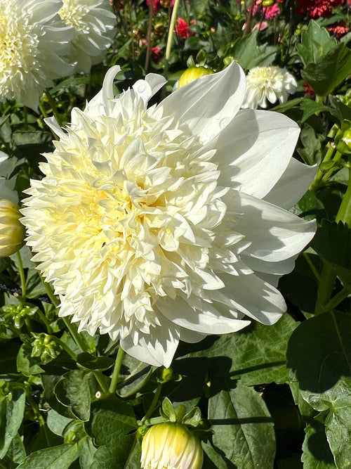 Dahlie Zahra mit elfenbeinweißen Anemonenblüten