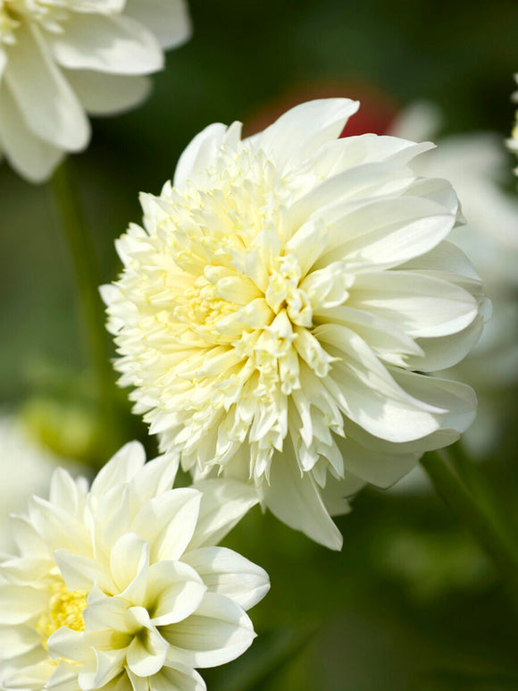 Anemonenblütige Dahlie Zahra im Sommerbeet