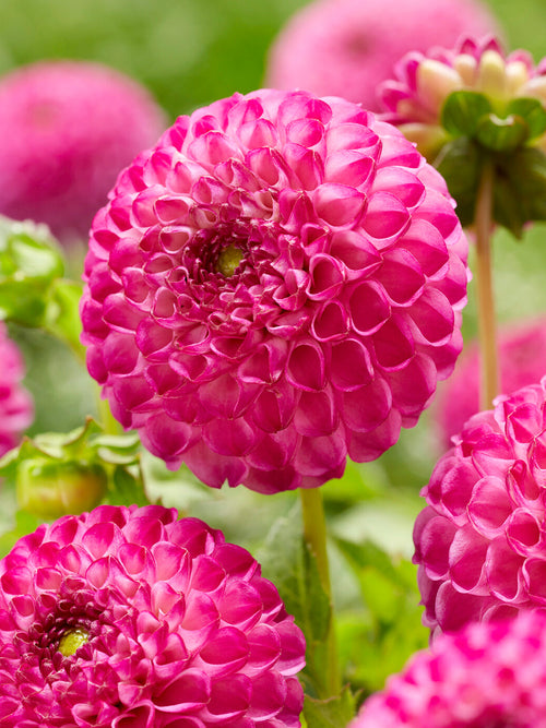 Pompon-Dahlie Zippity Do Da im Sommerbeet
