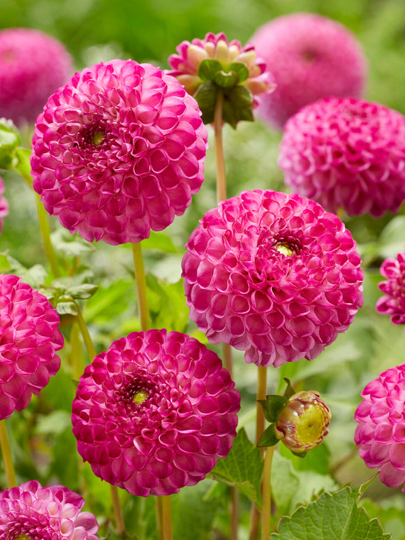 Dahlie Zippity Do Da mit rosa Pomponblüten
