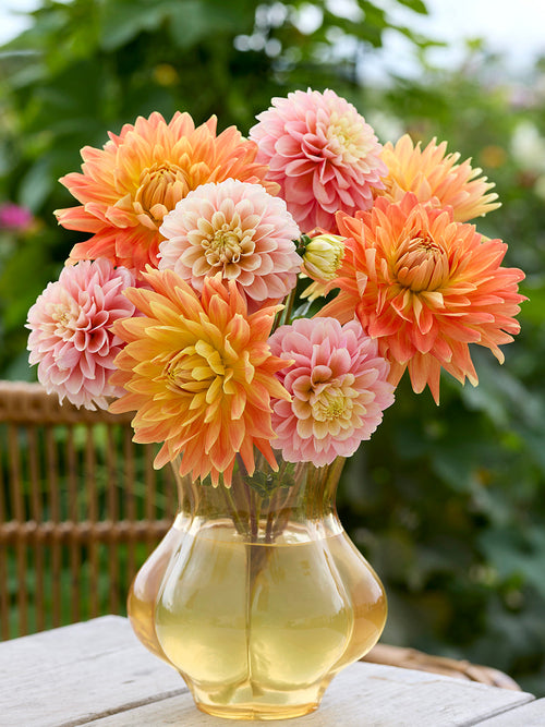 Dahlie Coral Whisper Kollektion - Dahlienknollen 