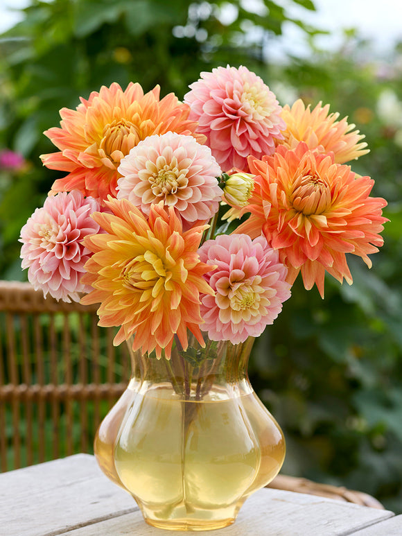 Dahlie Coral Whisper Kollektion - Dahlienknollen 