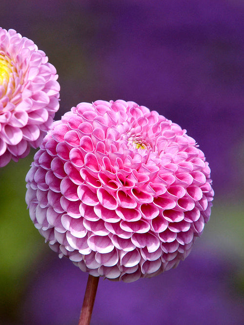 Dahlie Franz Kafka Knollen online kaufen Pompom-Dahlie mit tiefrosafarbenen kugelförmigen Blüten für Beet und Schnittblumen