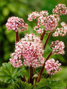 Schildblatt (Darmera Peltata)