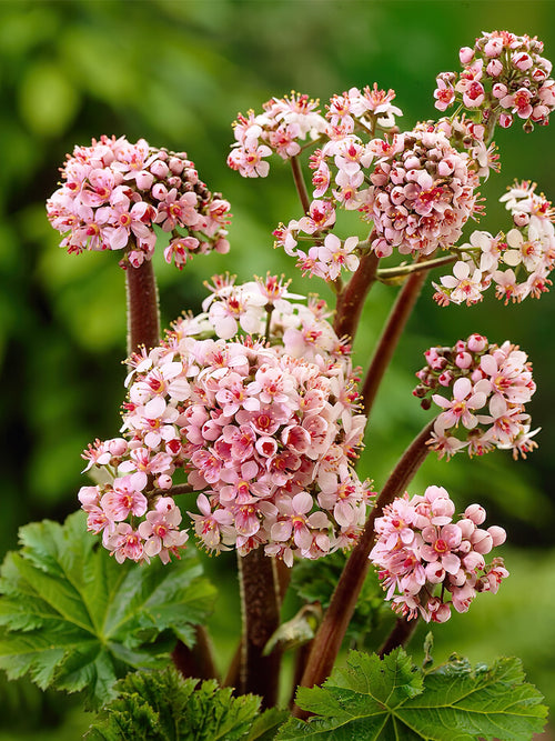 Schildblatt (Darmera Peltata) online kaufen bei DutchGrown™