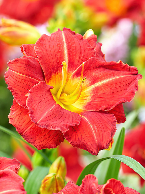 Taglilie Booby Ruby (Hemerocallis) online kaufen | DutchGrown™