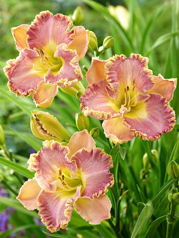 Kaufen Taglilie Lavender Tu Tu (Hemerocallis)