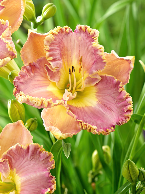 Taglilie Lavender Tu Tu (Hemerocallis) Geringe Wartung