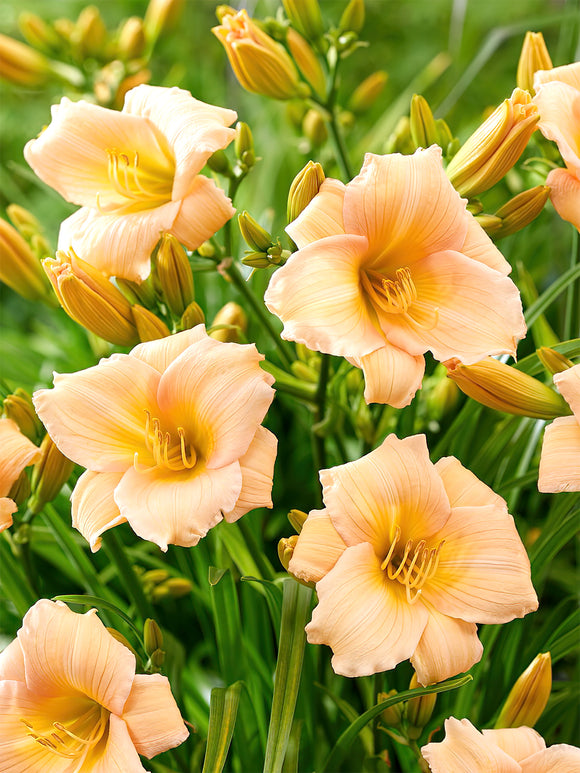 Taglilie Mini Pearl (Hemerocallis)