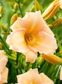 Taglilie Mini Pearl (Hemerocallis)