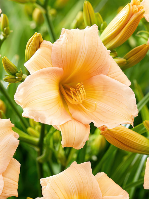 Taglilie Mini Pearl (Hemerocallis)