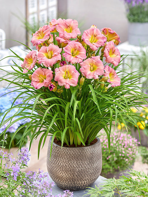 Taglilie Soft Secrets (Hemerocallis) | DutchGrown™