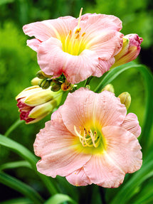 Taglilie Soft Secrets (Hemerocallis)