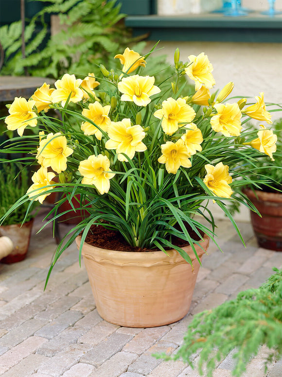 Kaufen Taglilie Stella d'Oro (Hemerocallis)