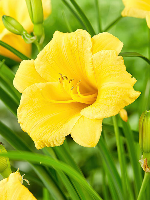 Taglilie Stella d'Oro (Hemerocallis)