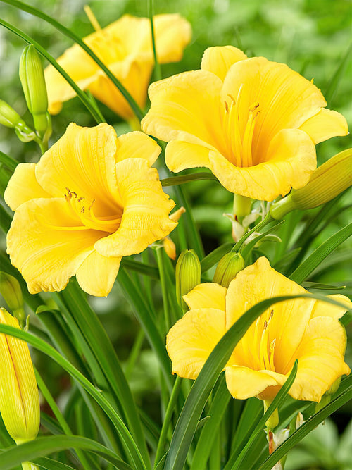 Taglilie Stella d'Oro (Hemerocallis) | DutchGrown™