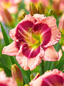 Taglilie Strawberry Shake (Hemerocallis)