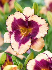 Taglilie Tropical Surprise (Hemerocallis)